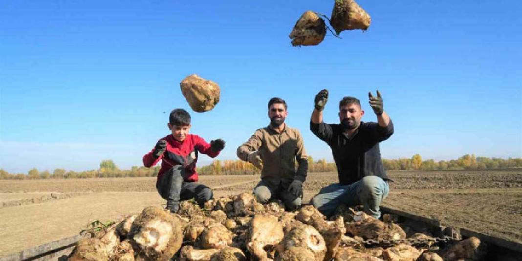 Yağmur, soğuk dinlemiyor el birliğiyle hasat ediyorlar! Verim her şeyi unutturuyor: Ay sonuna kadar devam ediyor 5